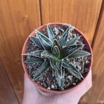 Agáve kráľovská (Agave victoriae-reginae) – výška 5 cm, Ø 10 cm, kont. P11